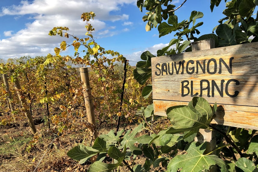 Sauvignon Blanc: zona di produzione, tipologie e abbinamenti Sauvignon Blanc: zona di produzione, tipologie e abbinamenti